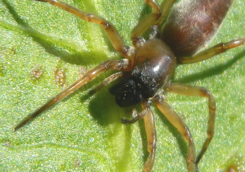 Clubiona sp.  Viadana (MN)